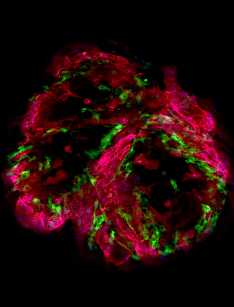 ATCC Licences Heart Organoid Model