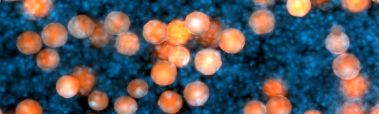 Yaakov Nahmias Lab